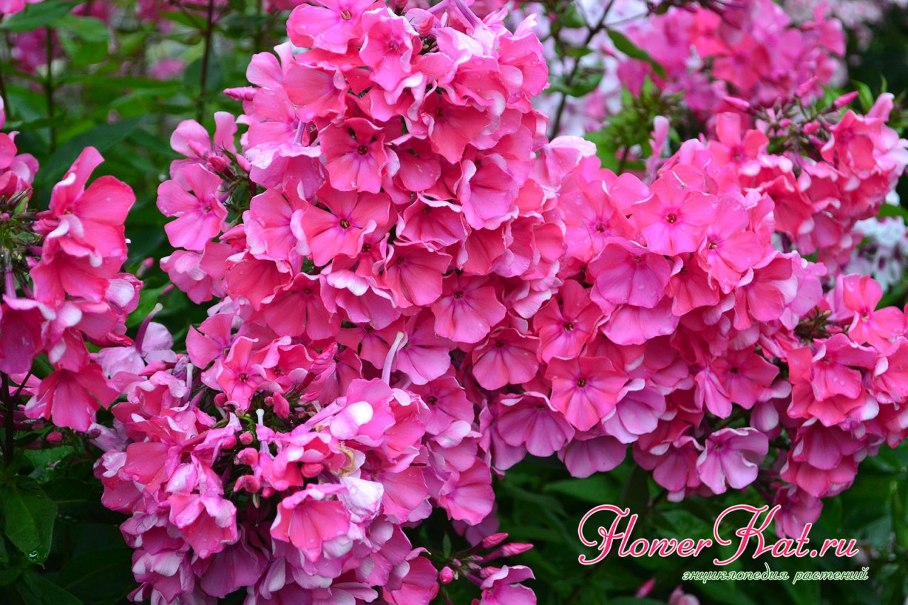 Флокс Тимур - фото для энциклопедии садовых растений FlowerKat