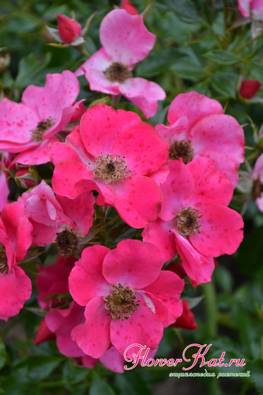 Яркие оттенки на цветах розы Штадт Ром - фото