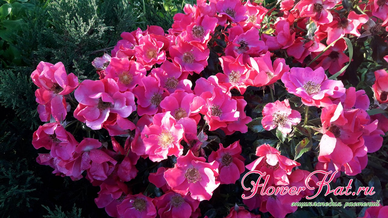 Ветка розы Штадт Ром в обильном цвету - фото