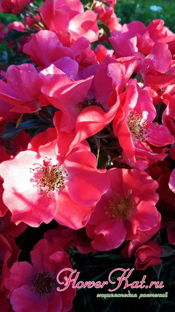 Фотография осеннего цветения розы Штадт Ром