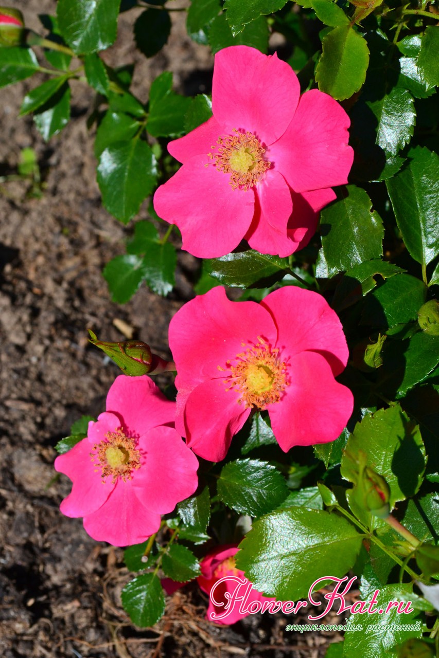 Цветы розы Штадт Ром очень просты по строению,  но ярко окрашены - фото