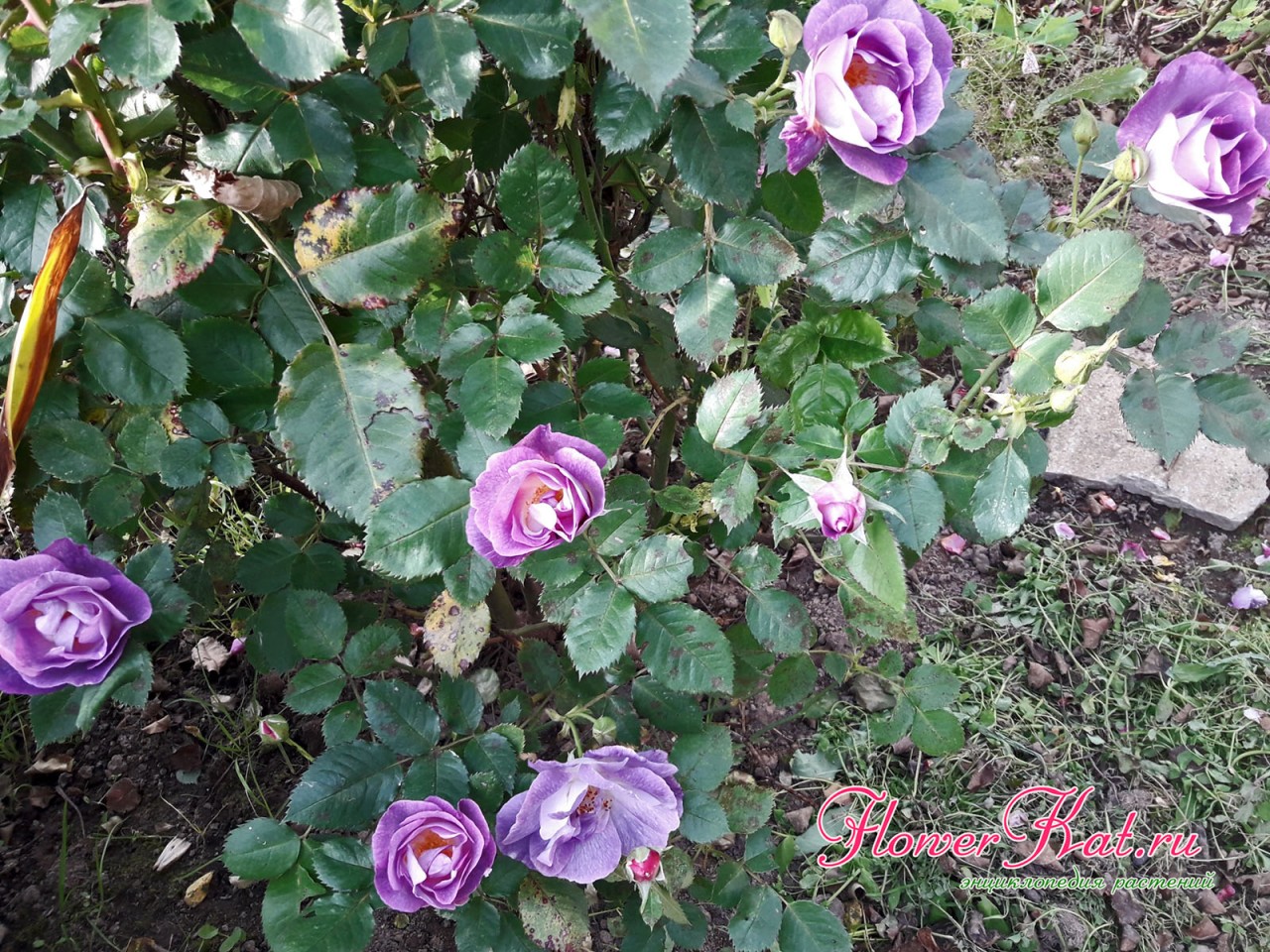 Вторая волна цветения розы Blue for You - фото