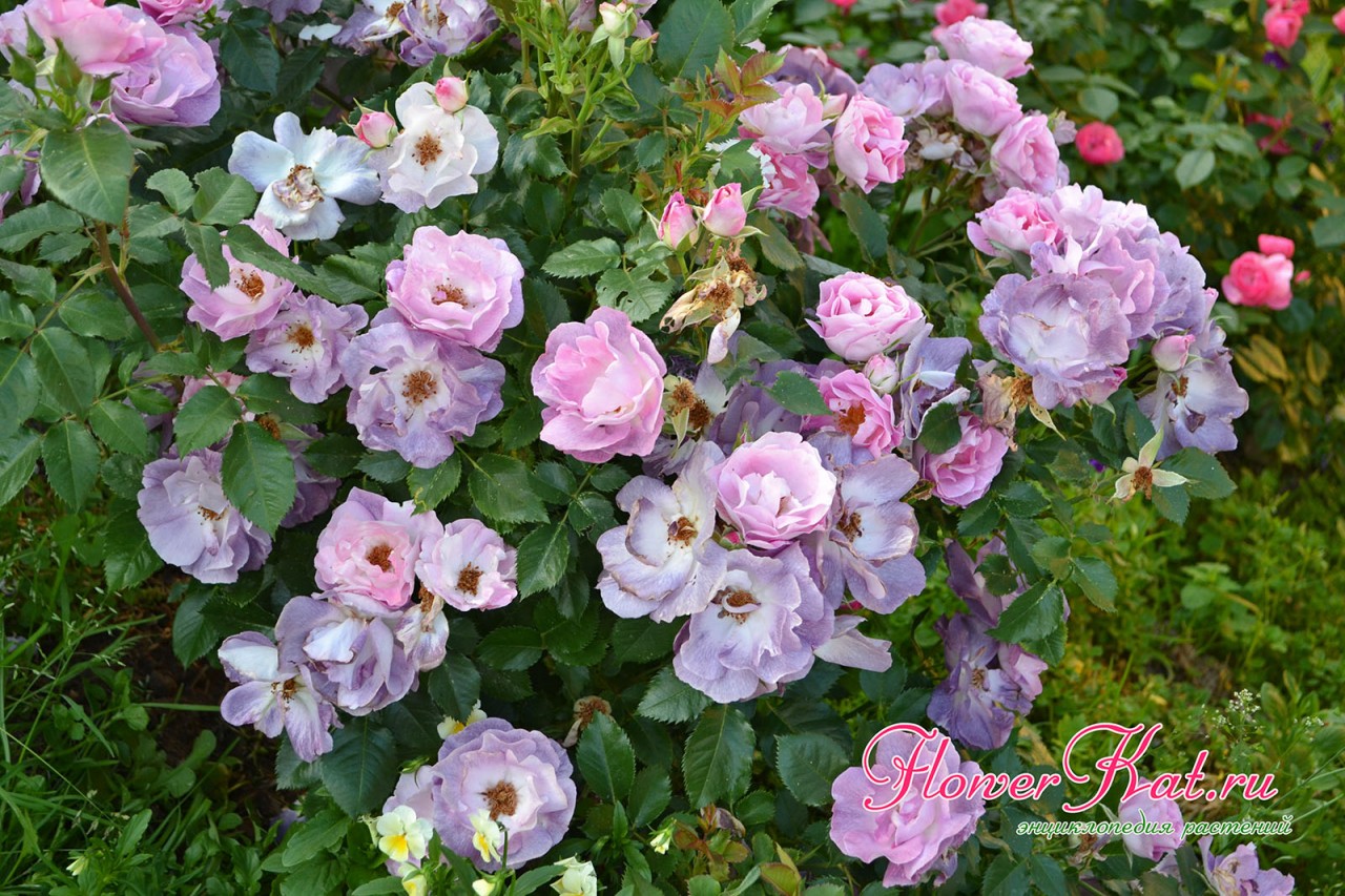 Богатство ттенков розы Блю фо ю в прохдажную погоду - фото