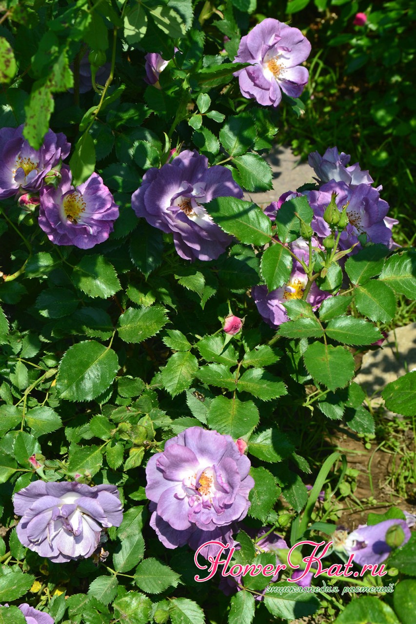 Первый цветы розы Блю фо Ю часто скрыты листвой - фото