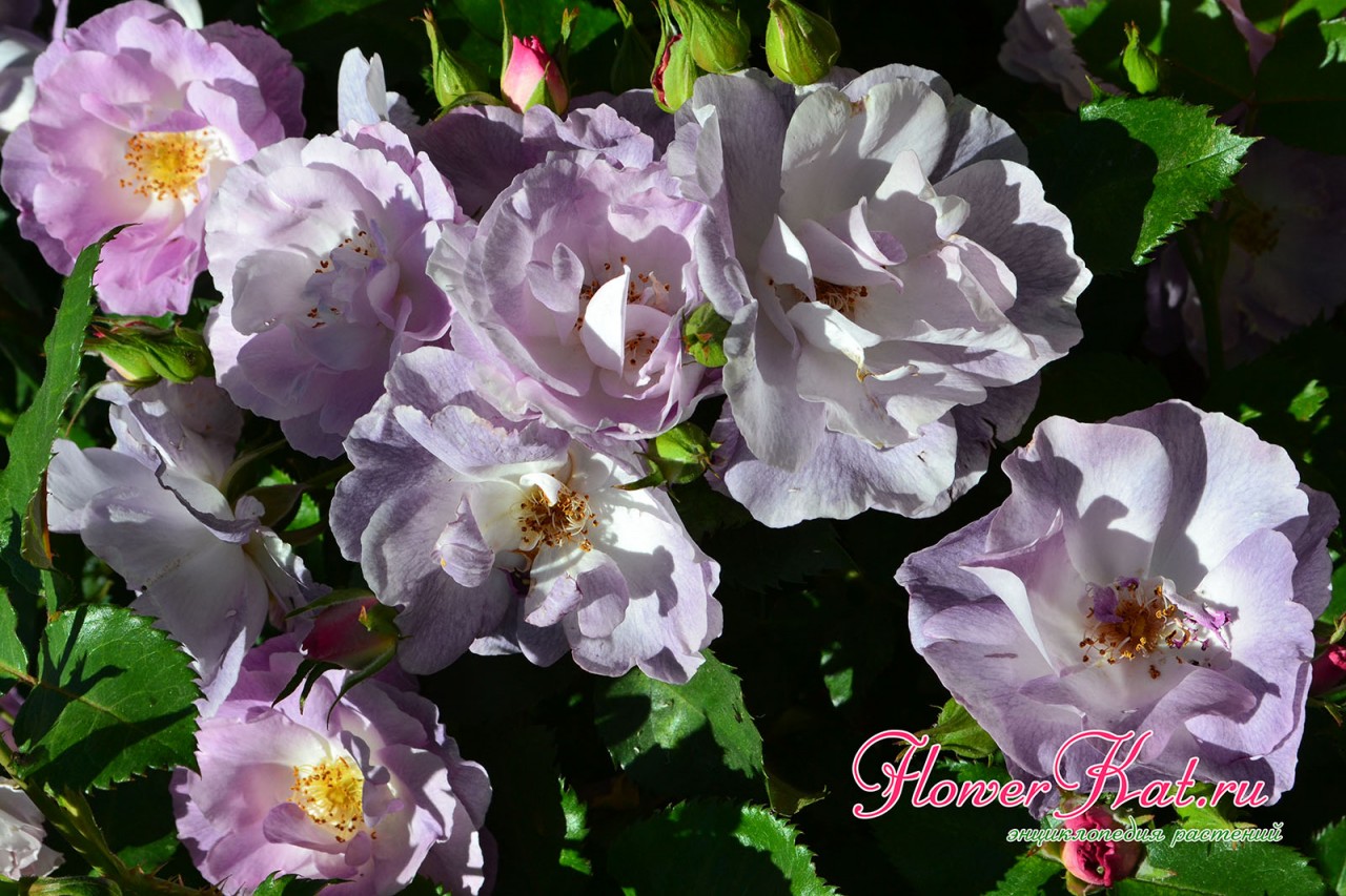 Отцветающая кисть розы Блю Фо Ю - лепестки смнили цвет на сероватый - фото