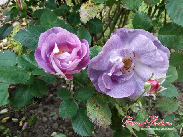 Осенне цветение розы Blue for You - фото