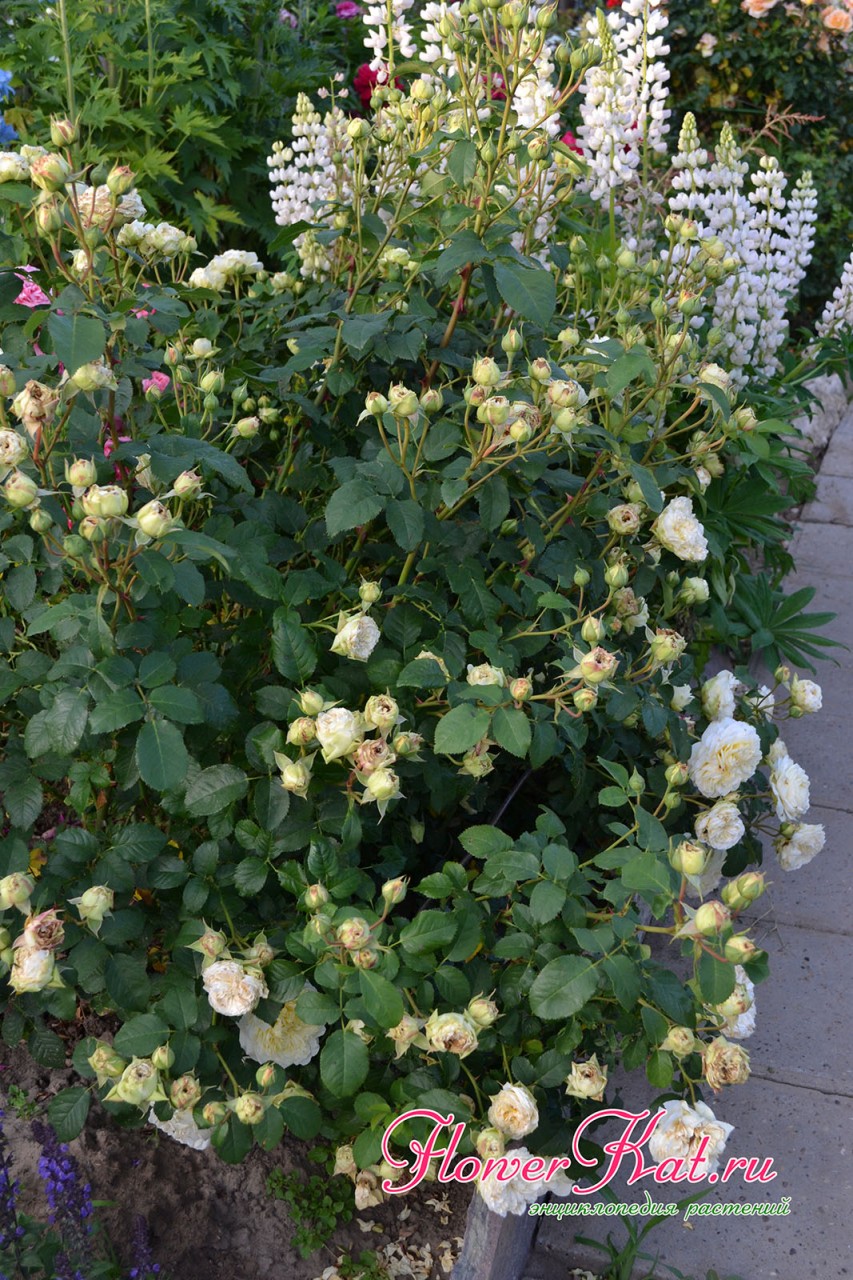 Начало цветения куста розы Нельсон Монфор - фото