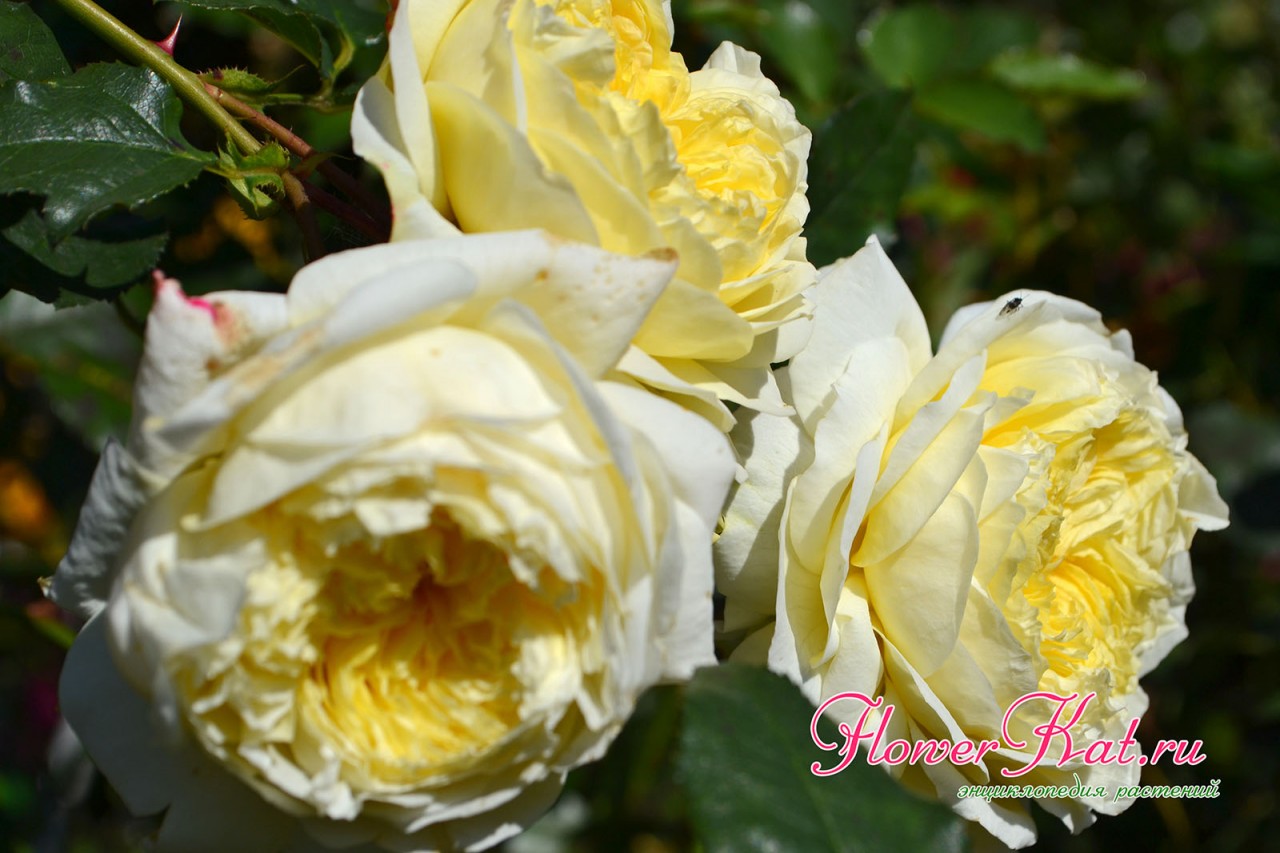 Нежно-желтая роза с великолепным ароматом
