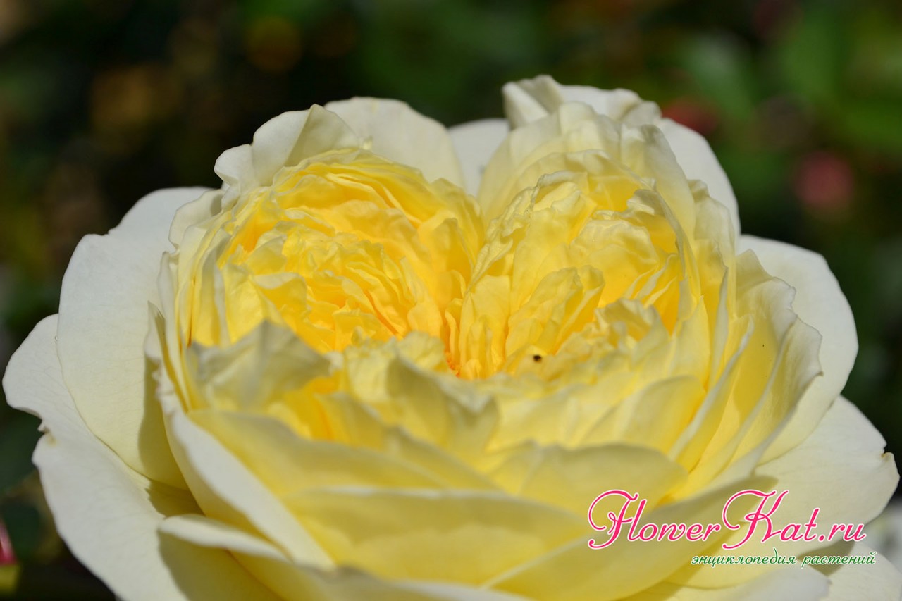 Гармоничное строение цветка розы Нельсон Монфор -фото