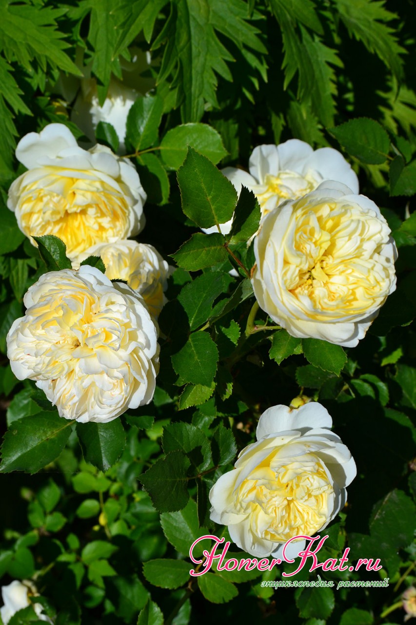 У розы Нельсон Монфор форма и строение цветка напоминает старинные сорта - фото