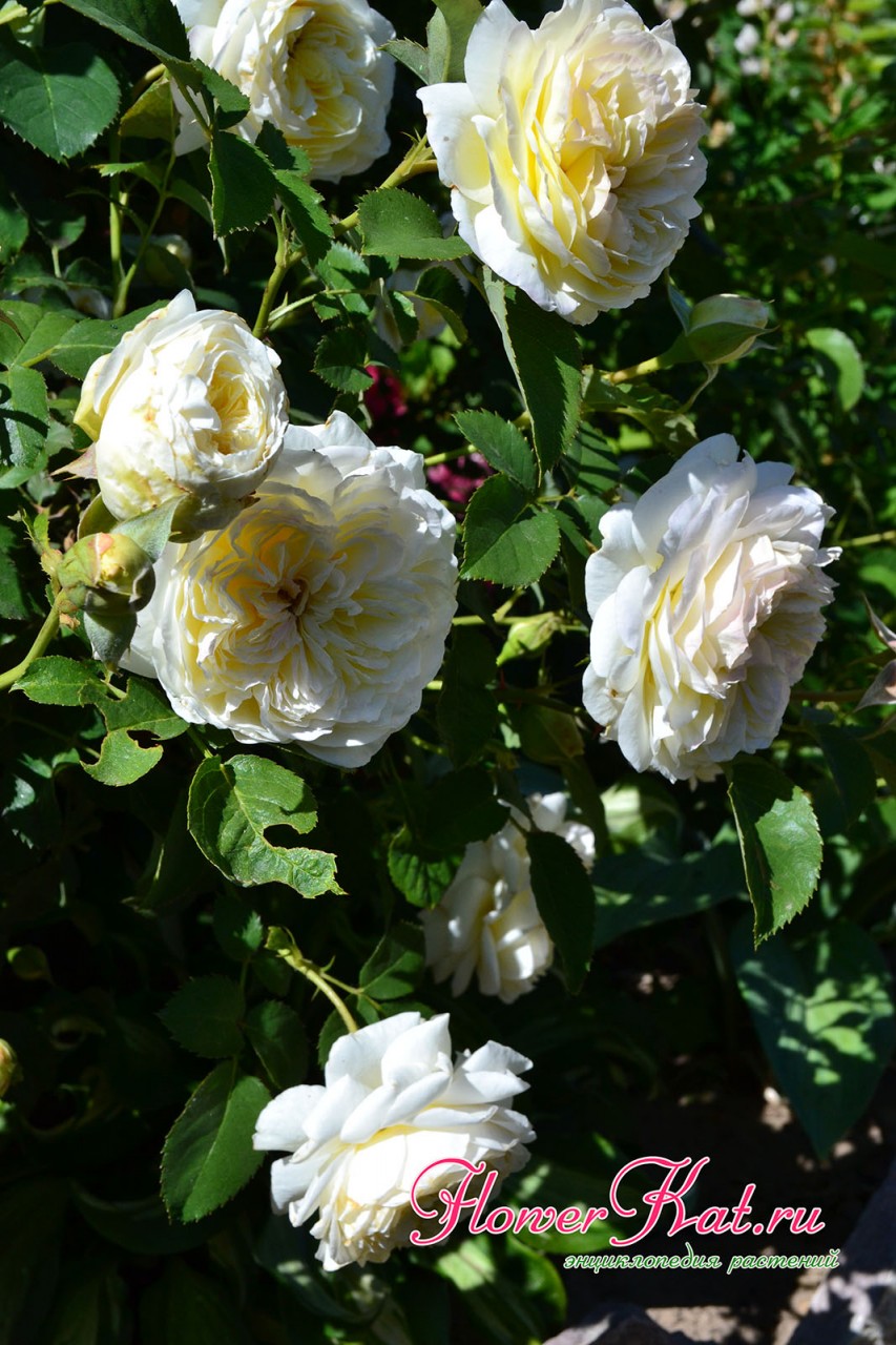 Цветение молодого саженца розы Нельсон Монфор - фото