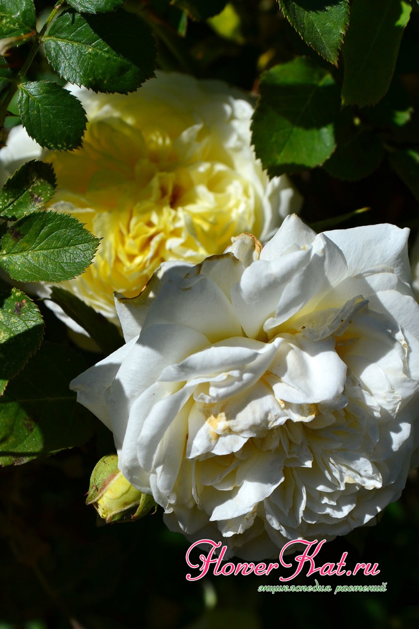 Фотография распустившейся розы Нельсон Монфор рядом с отцветающей