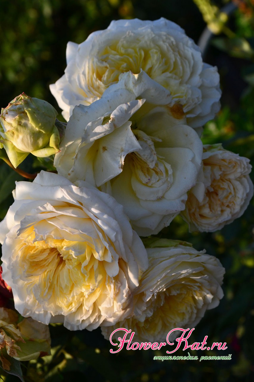 Цветущая ветка розы Нельсон Монфор - фотография