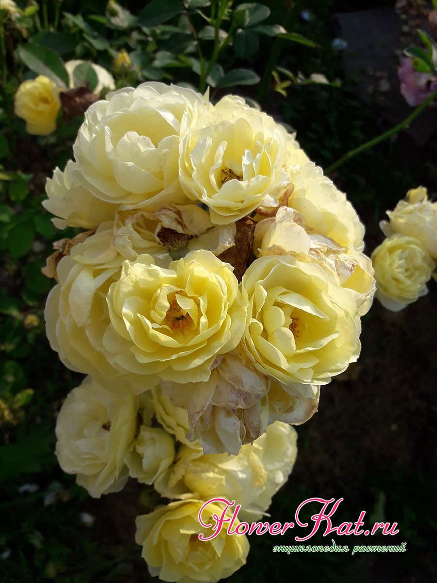 Осеннее фото розы Голден Бордер - обильное цветение продолжается