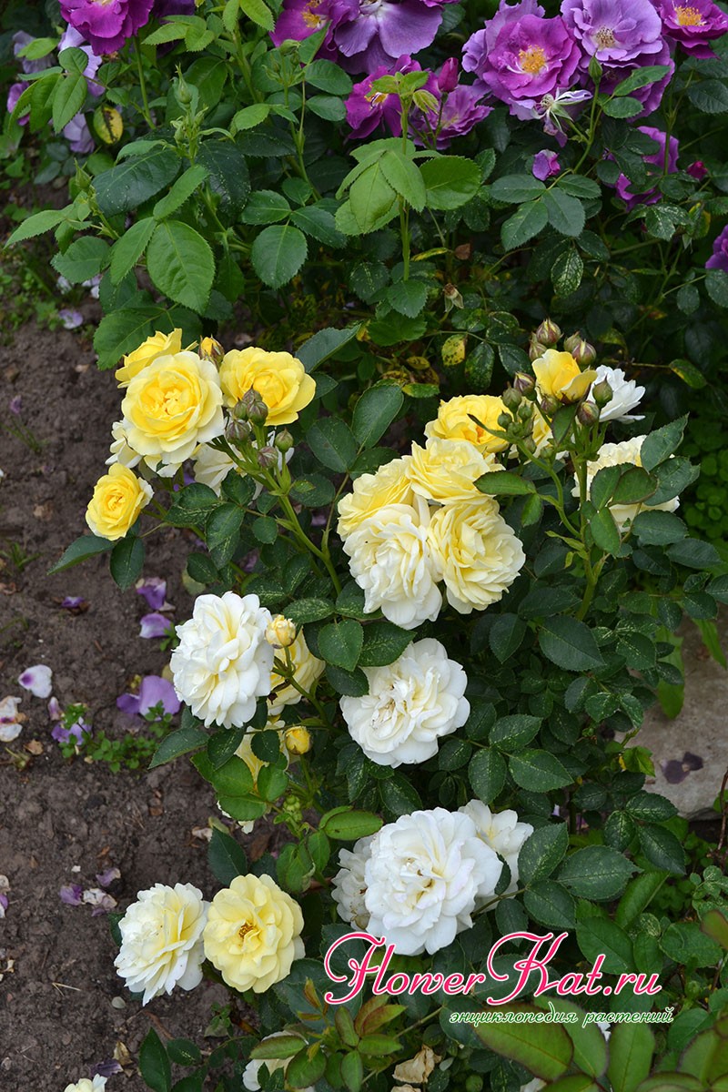 Молодой куст розы Голден Бордер - фото