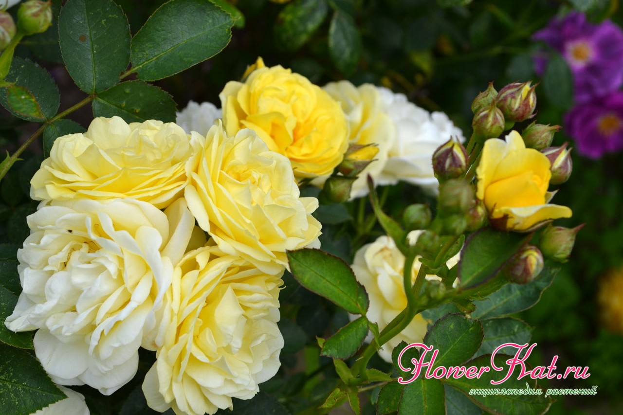 Все вариации оттенков розы Голден Бордер на одном фото