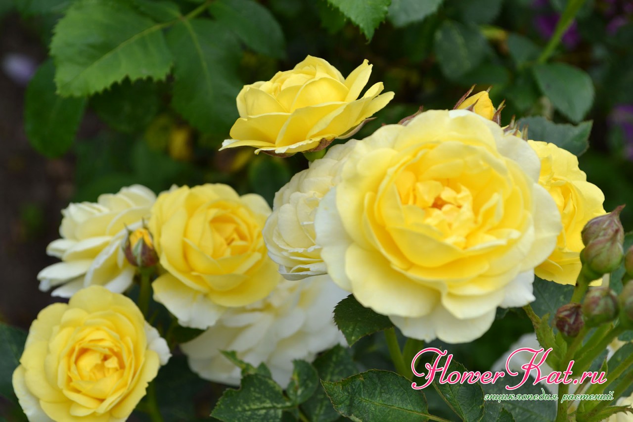 Цветение изменчивой розы Голден Бордер - фотография