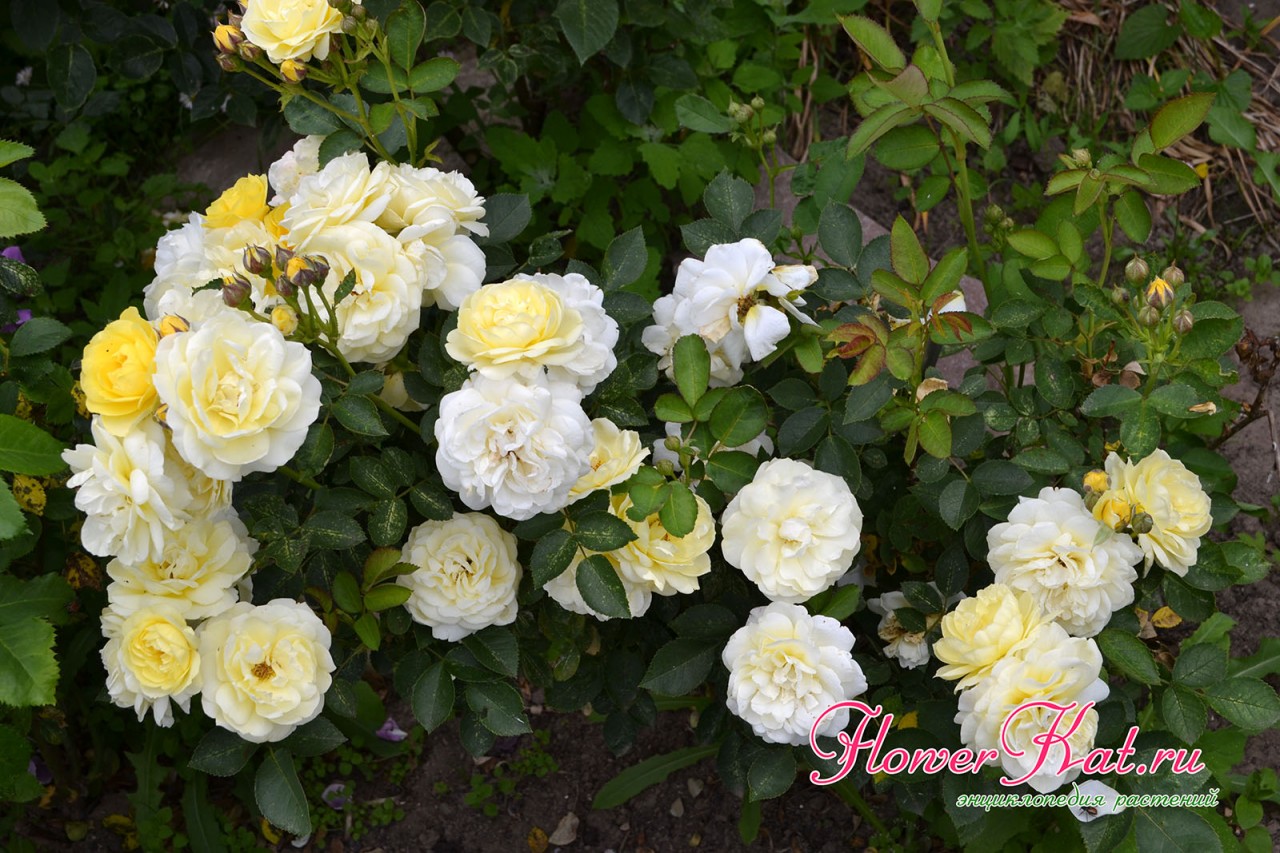 Различные оттенки отцветающих бутонов розы Голден Бордер - фото