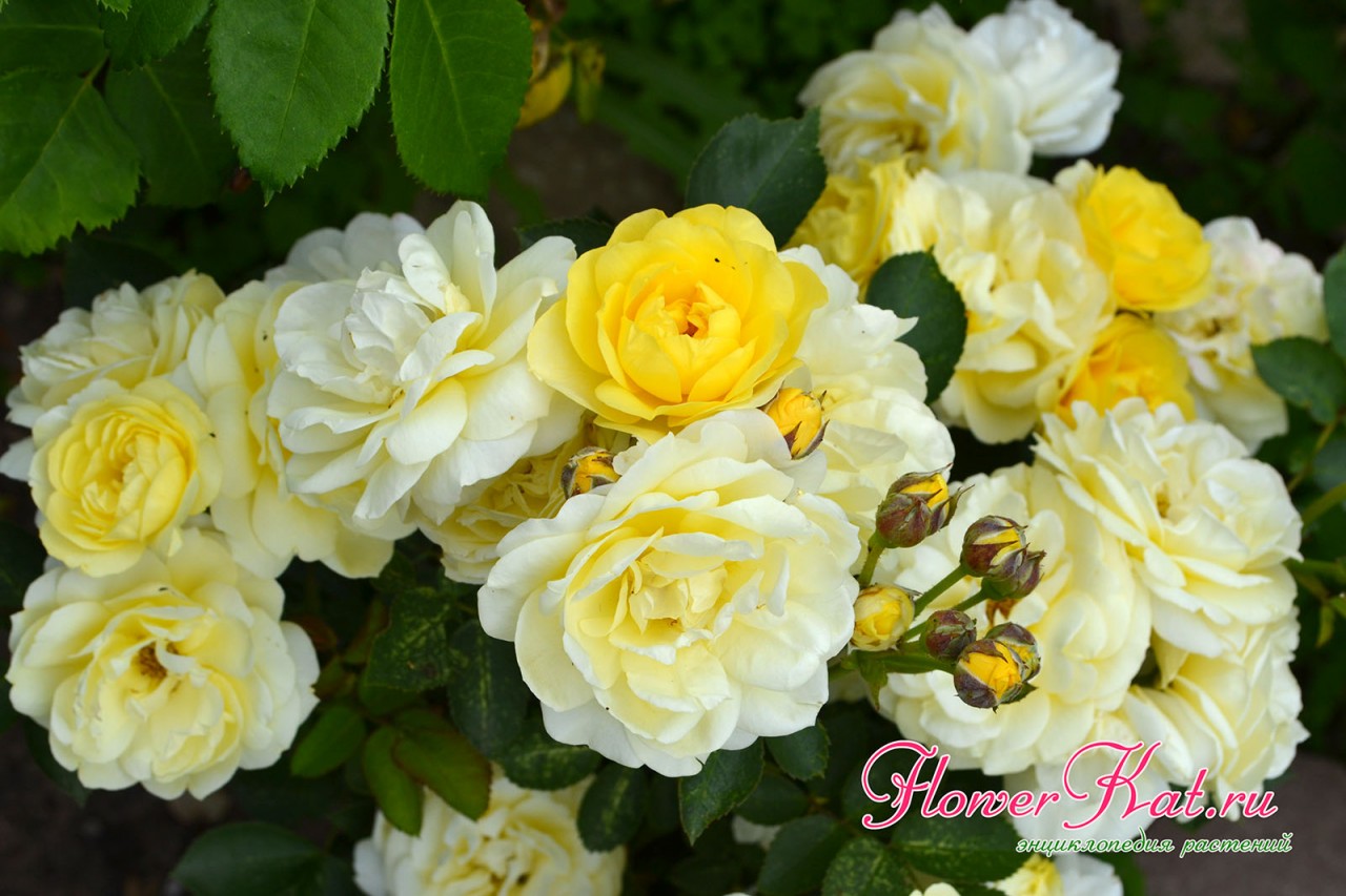 Яркие солнечные краски на лепестках розы Голден Бордер - фото