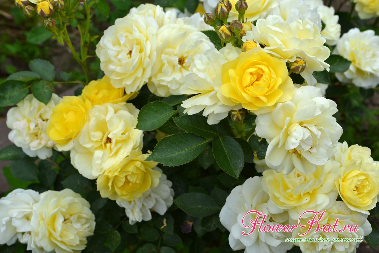 Яркие и нежные желтые оттенки на цветах розы Голден Бордер - фото