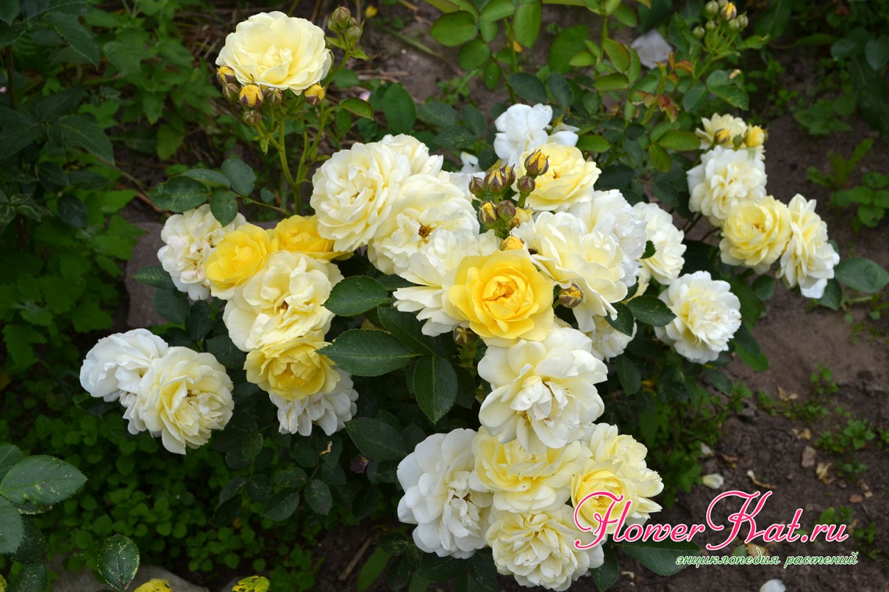 Роза Golden Border цветет почти без перерыва все лето - фото