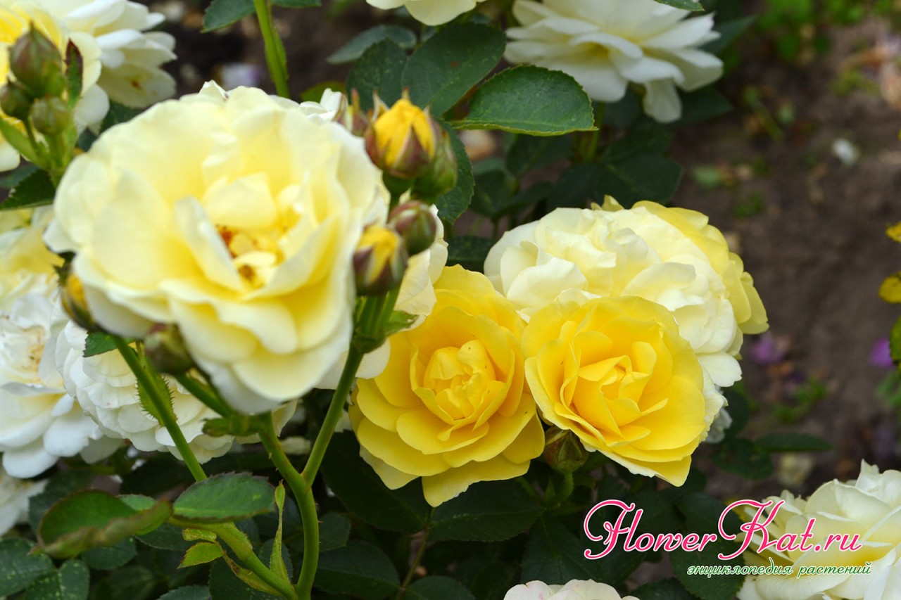 Буйное цветение розы флорибунда Golden Border - фото 