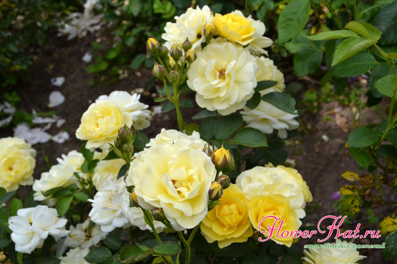 Все солнечные оттенки на цветах розы Голден Бордер - фотография