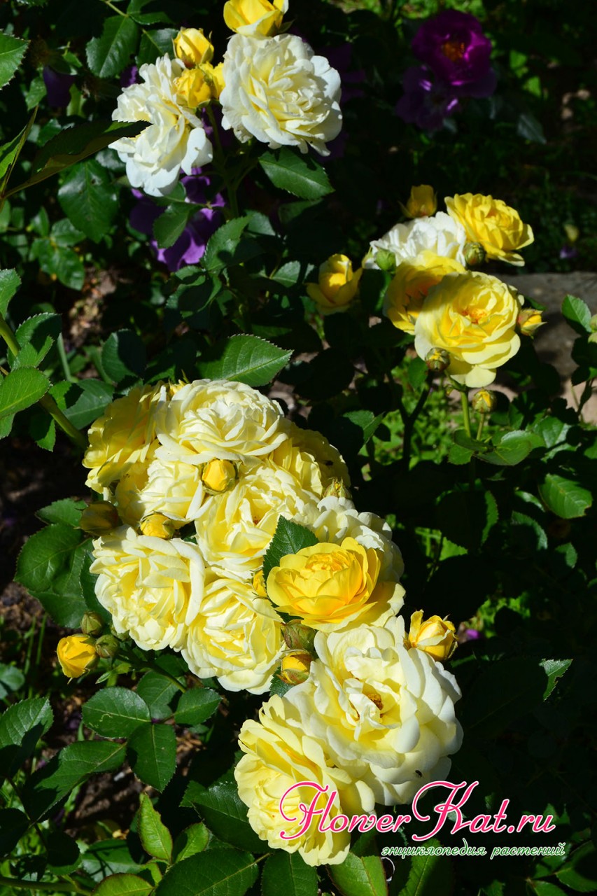 Начало цветение розы Голден Бордер - фото