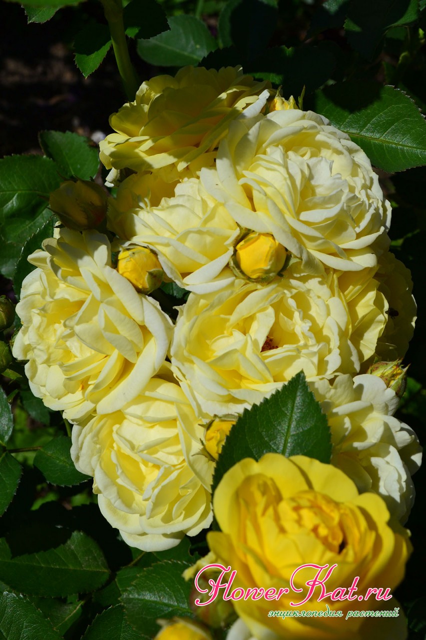 Шикарные соцветия розы Голден Бордер - фото
