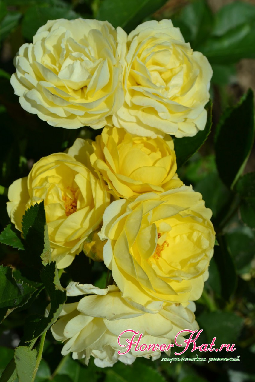 Фотография недавно распустившихся роз Голден Бордер