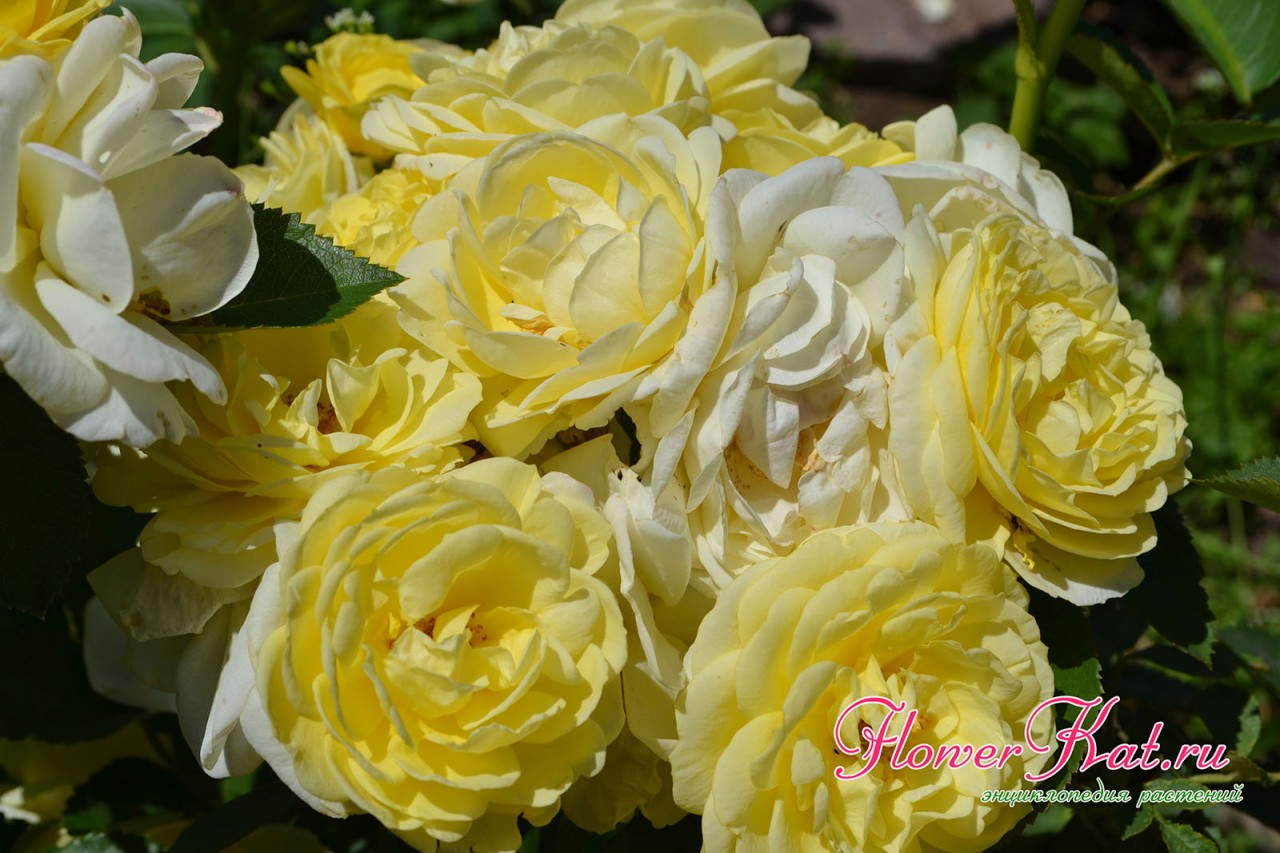 Цветы розы Голден Бордер постепенно выгорают под ярким солнцем - фото