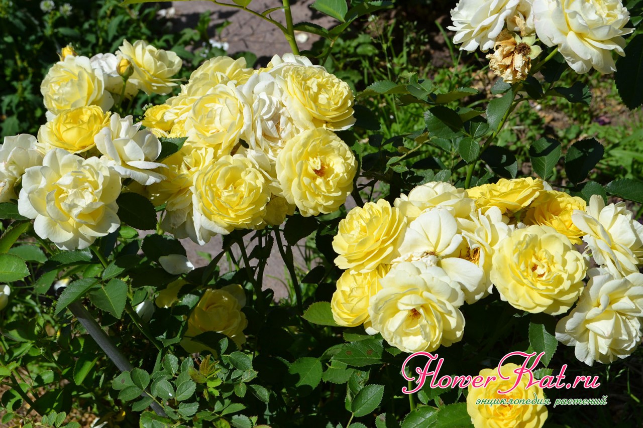 Роза Голден Бордер - фото цветения осенью в энциклопедии Фловеркат