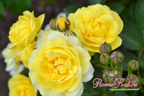 Роза голден Бордер - яркая флорибунда для вашего сада
