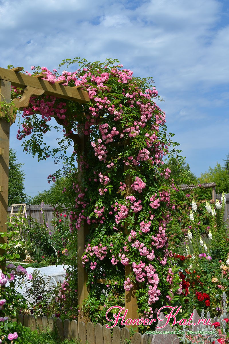 Обильности цветения розы Утигорд Фоллс позавидуют другие рамблеры - фото