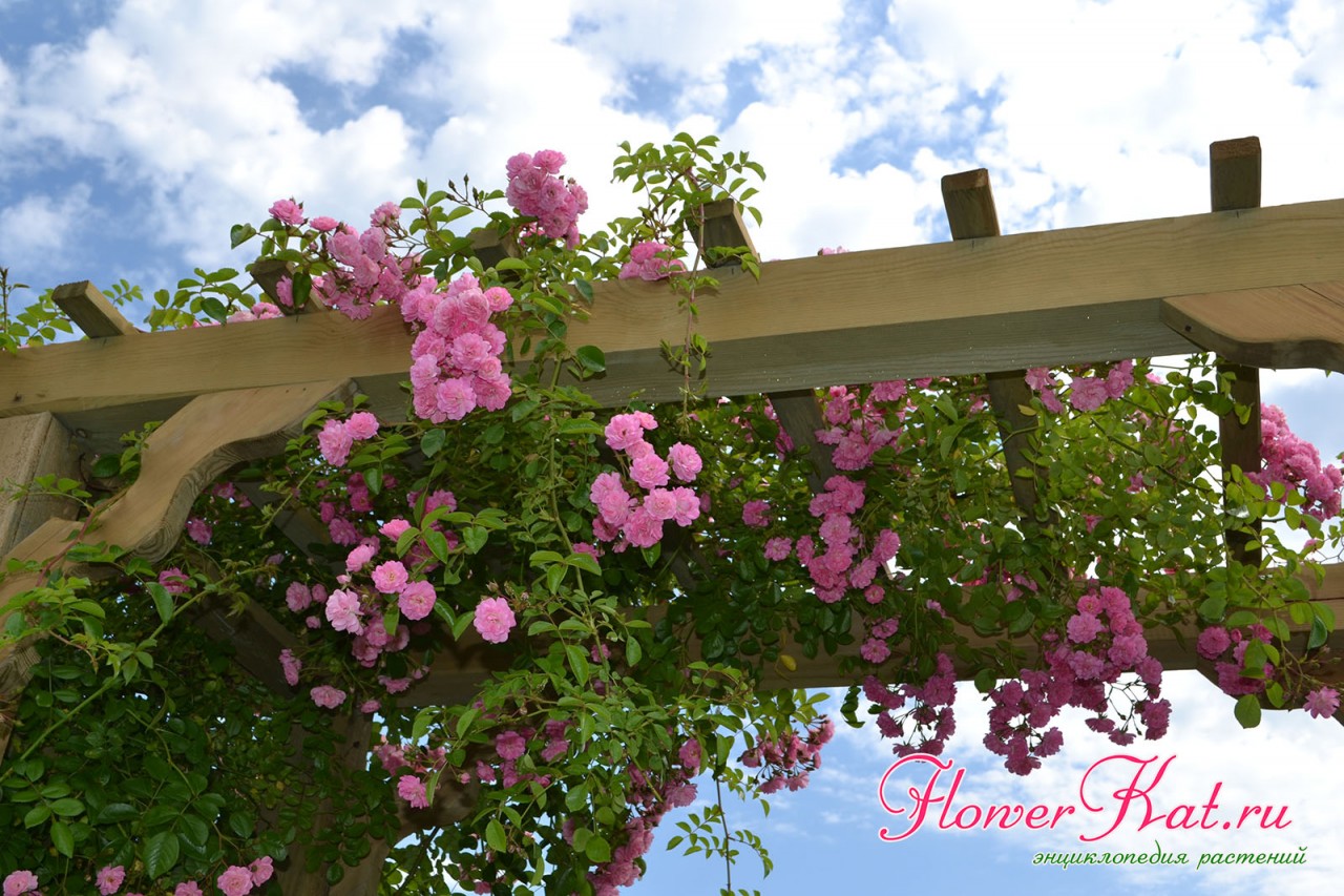 Цветущая роза Утигорд фоллс на арке фото