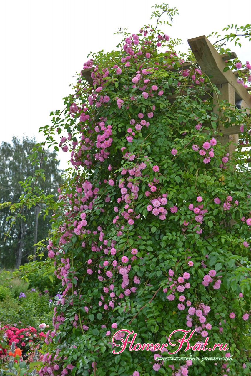 Куст розы Утигорд Фоллс в начале цветения - фото