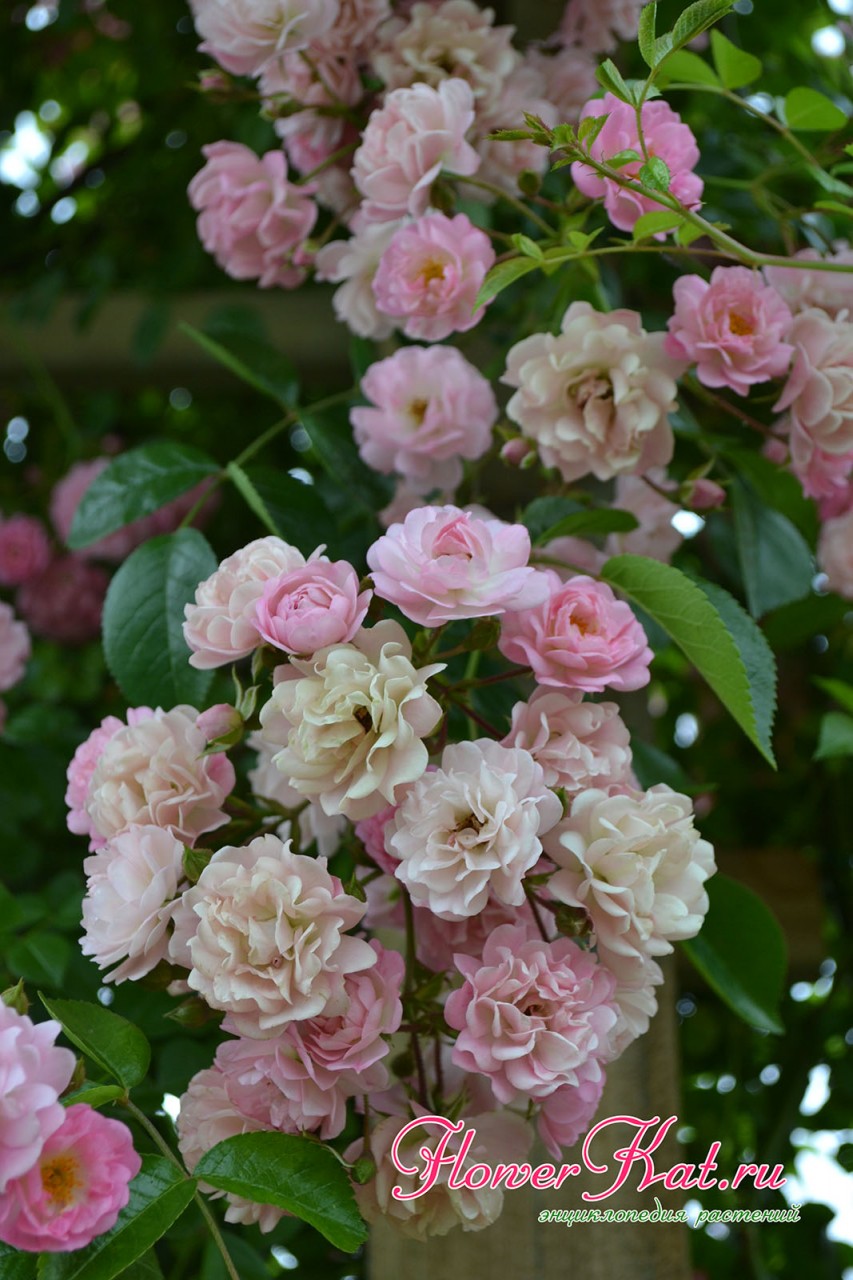 Цветение и лепестки розы Утигорд Фоллс фотография