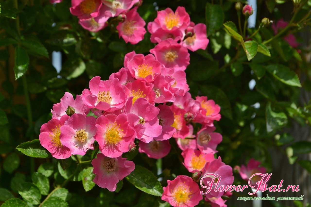 Цветы розы мария лиза фотография цветение описание сорта