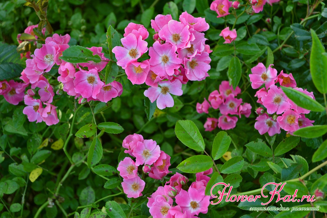 Цветы розы Мария Лиза цвет лепестки цветение фотография