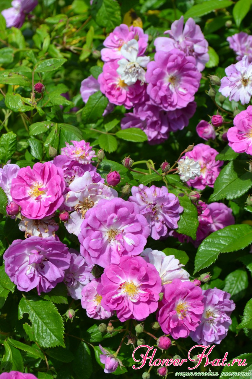 ветка розы Пёрпл Скайлайнер в цвету фото