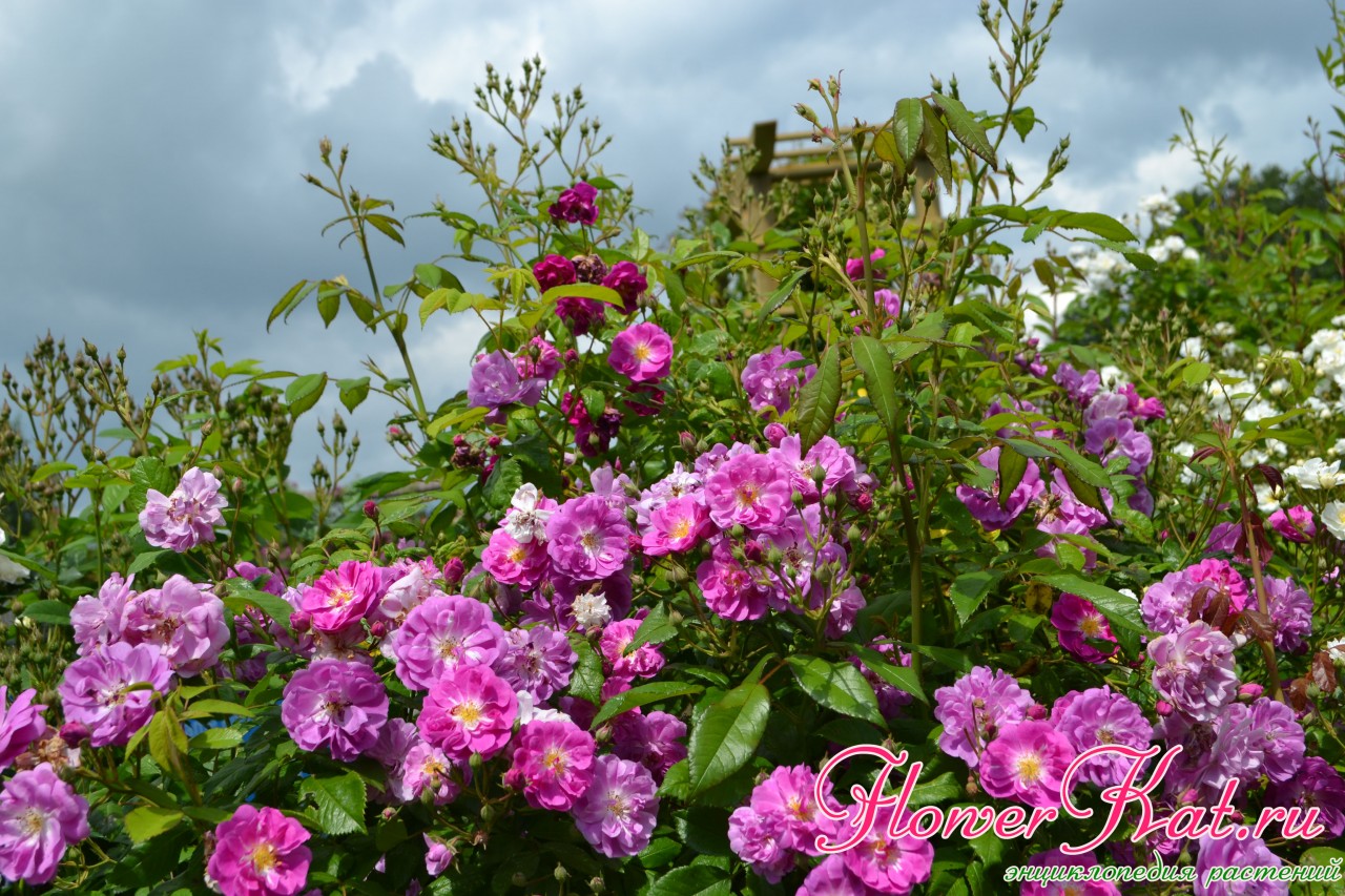 Куст и цветы розы Пёрпл Скайлайнер в середине сезона