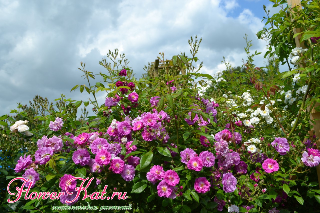 Цветущий куст розы Пёрпл Скайлайнер фото цветение 