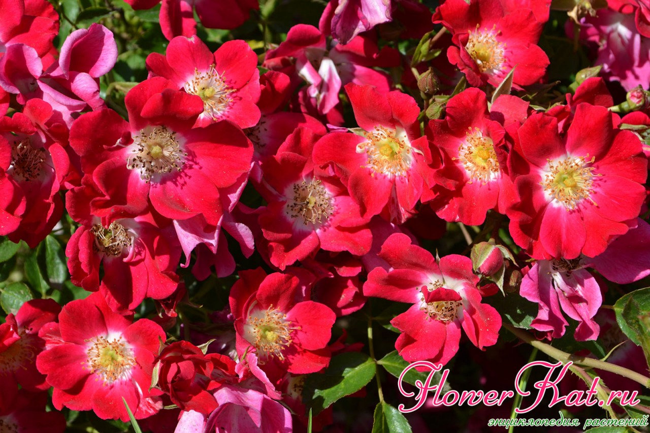 Роза Зоммерабент цветение соцветия фото вблизи описание особенности