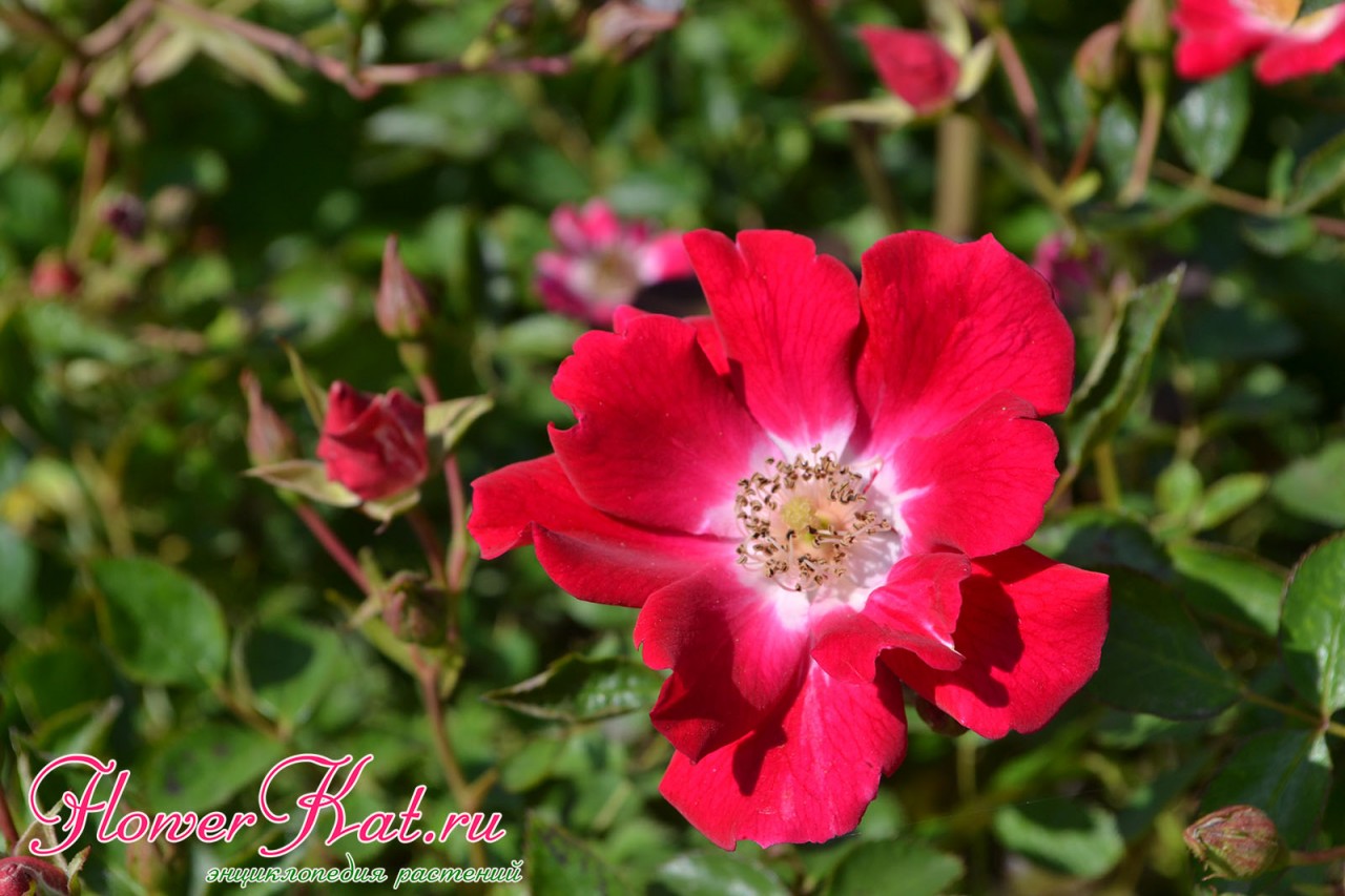 Зоммерабент роза фото цветок лепески описание