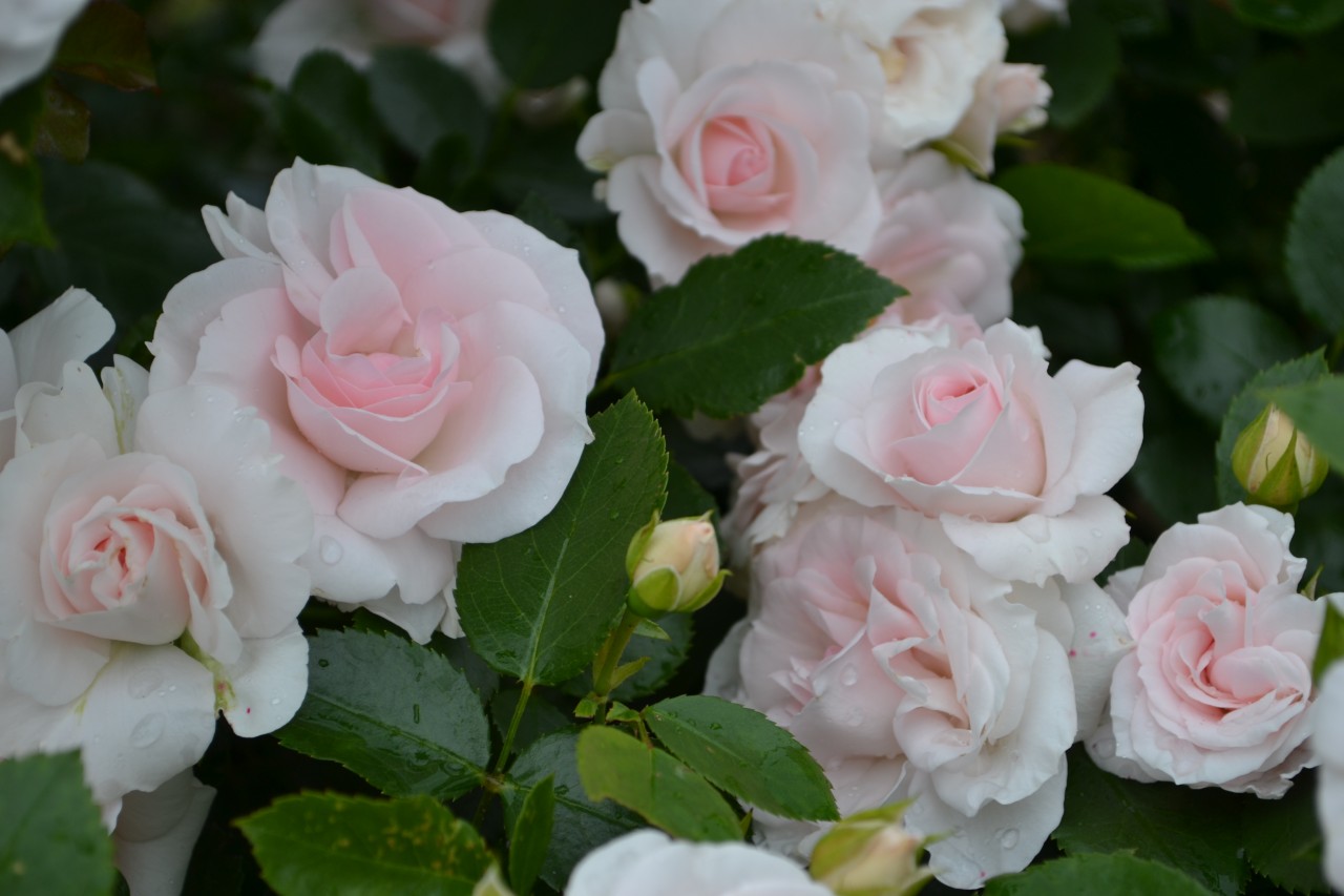 Цветение розы Аспирин