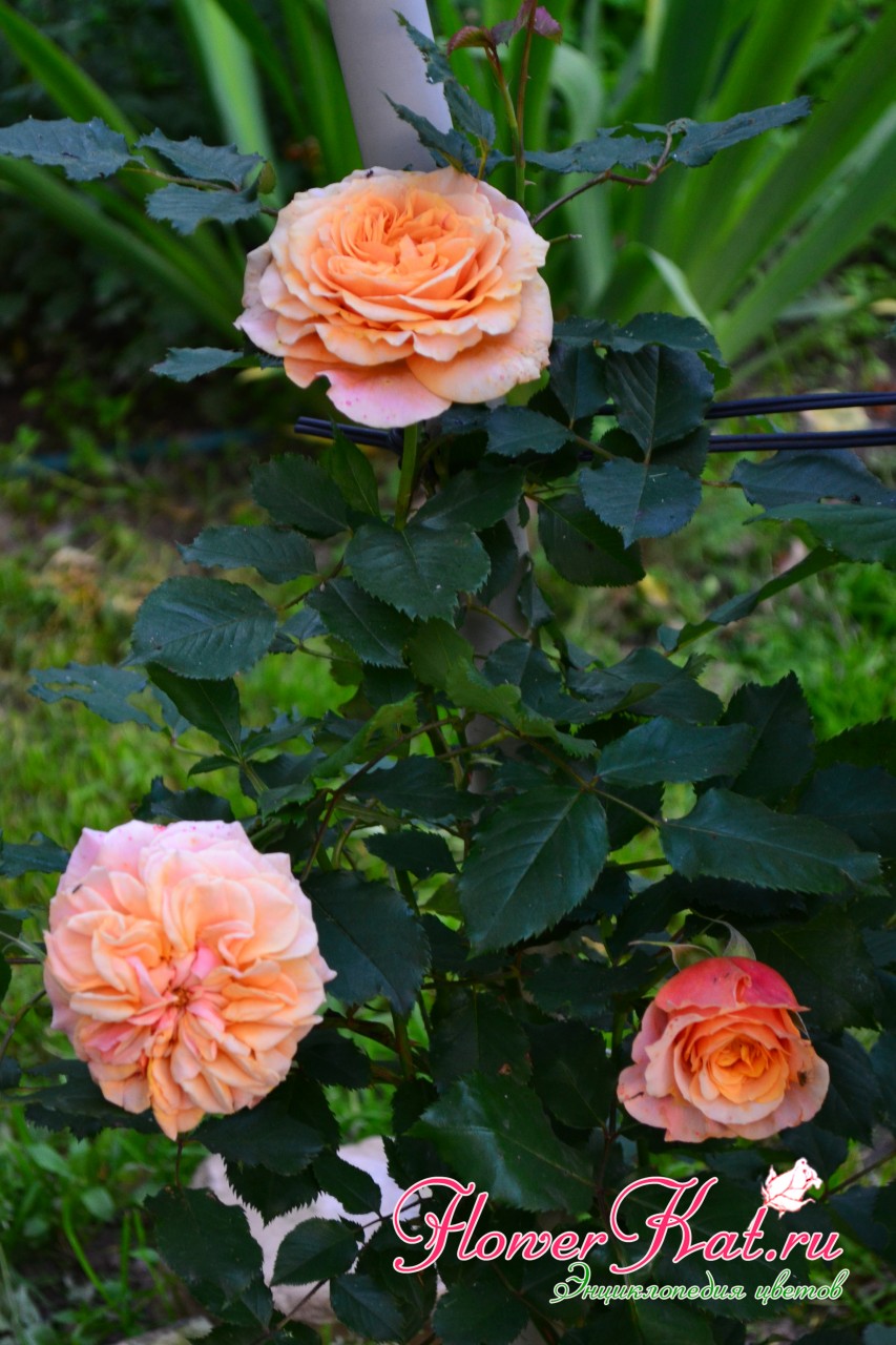 Цветение молодой розы  La Villa Kotta 