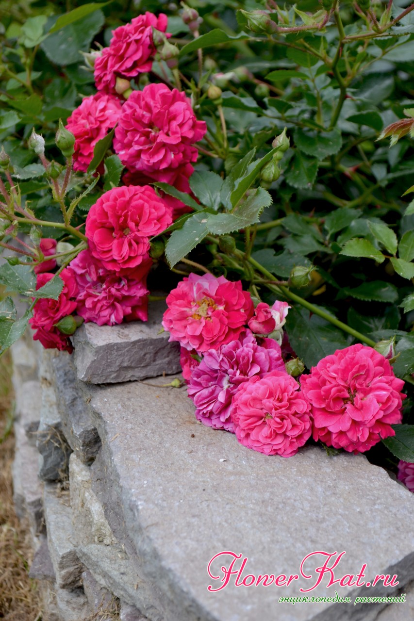 Несколько поколений цветов на розе Hello
