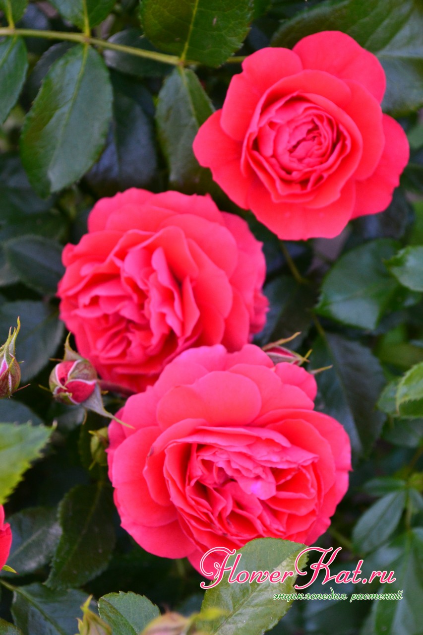 Цветение розы флорибунда Cherry Gerl