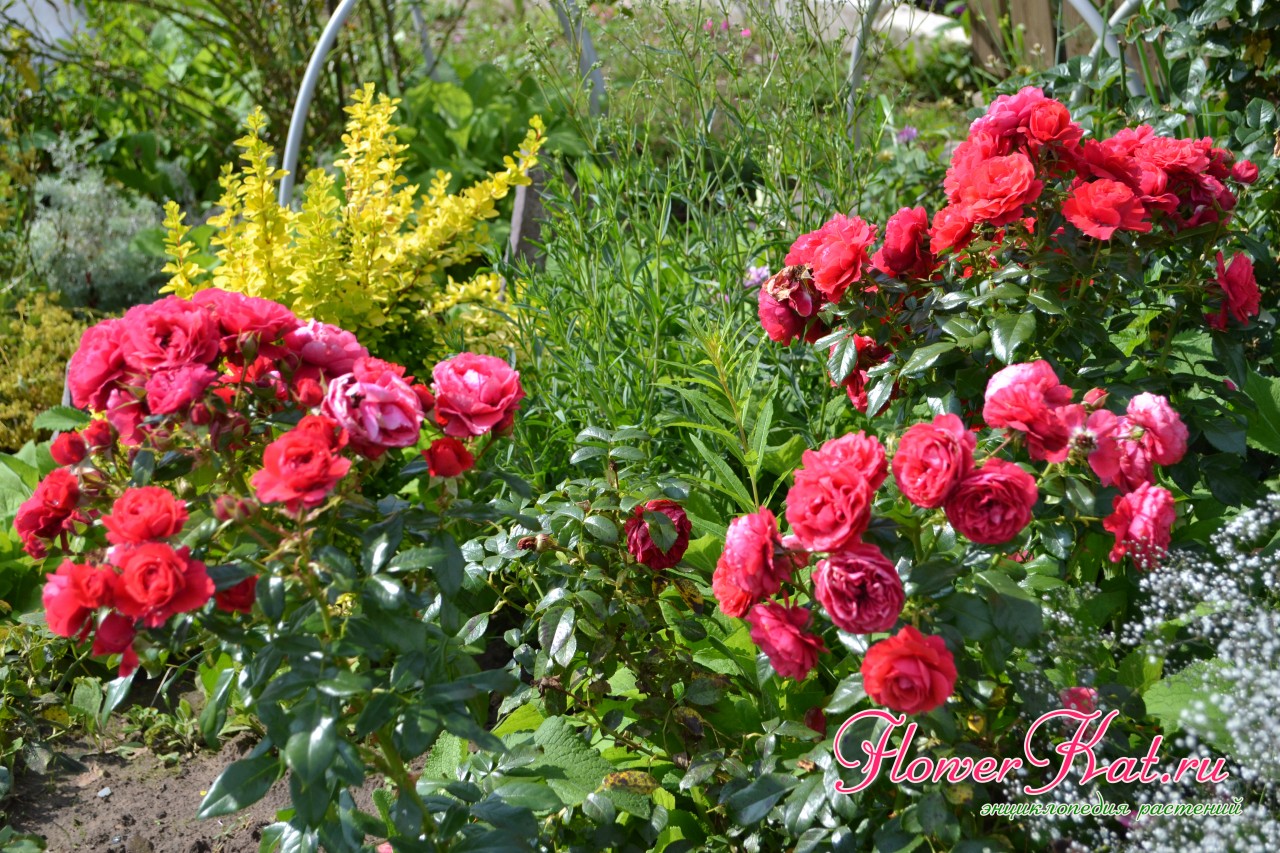 Цветение розы флорибунда Черри Герл