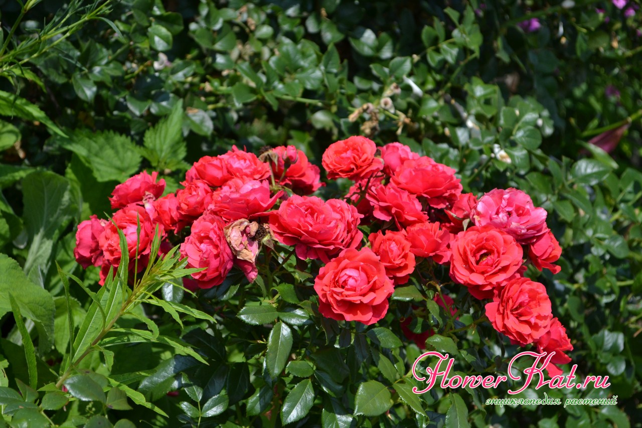 Описание сорта розы флорибунда Cherry Girl